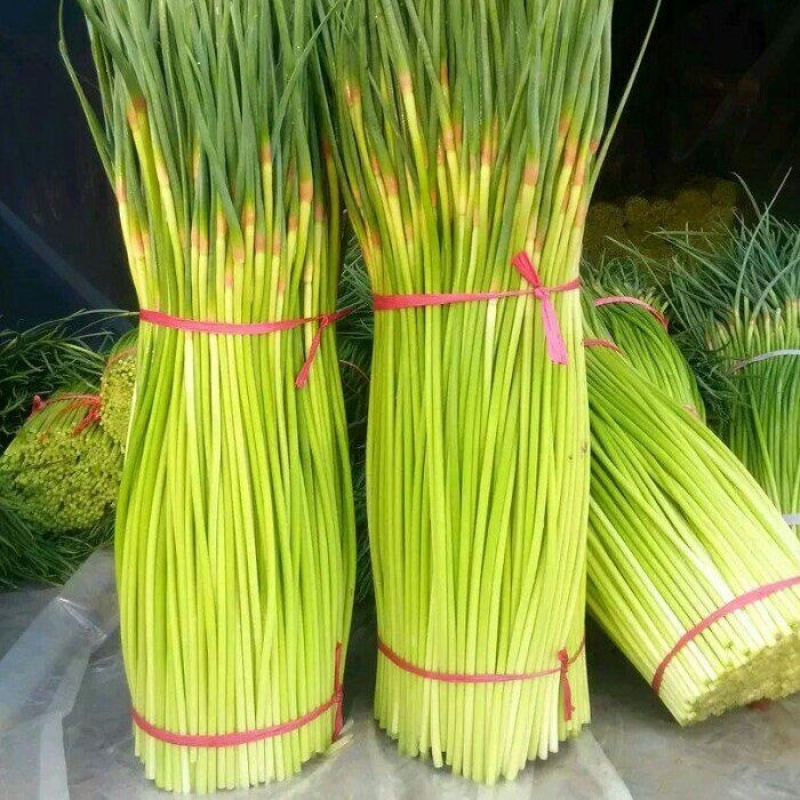 【红帽蒜薹】净杆60公分蒜苔万亩基地货源充足产地直供