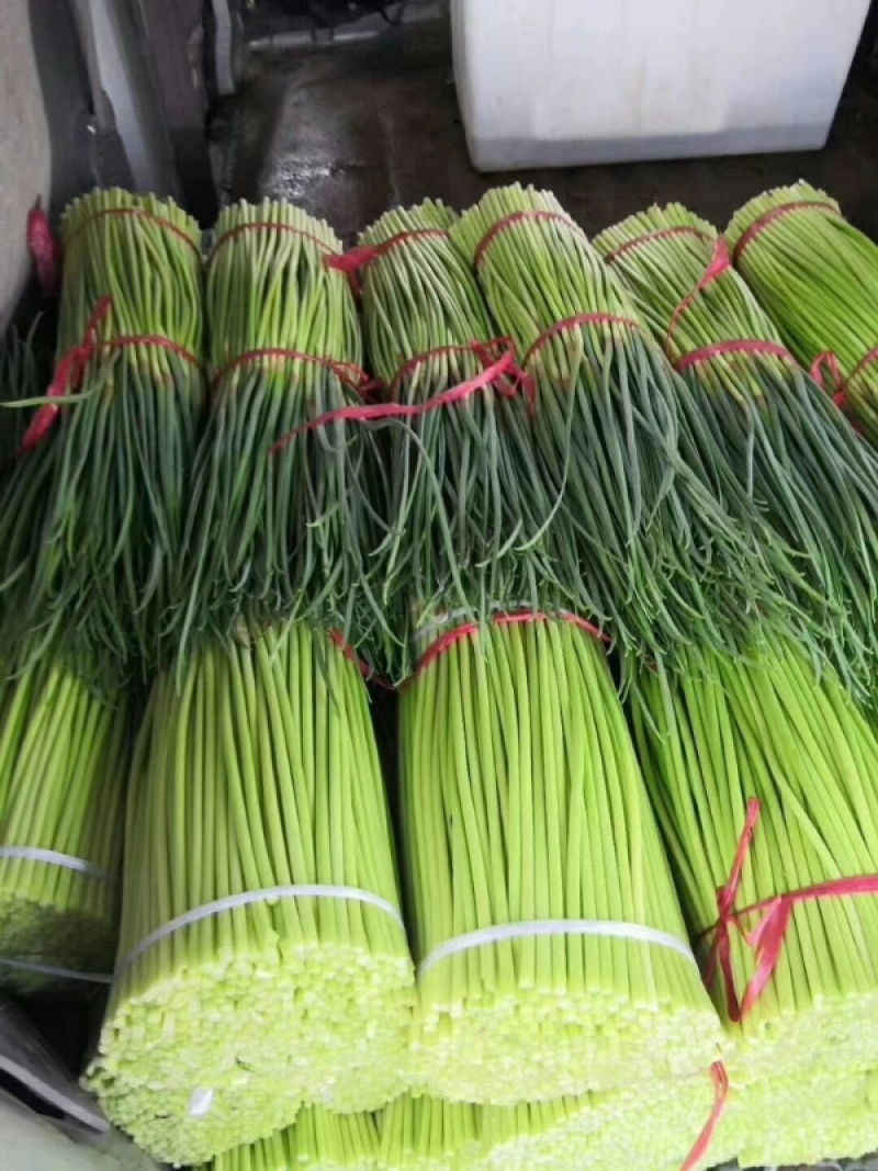 【红帽蒜薹】净杆60公分蒜苔万亩基地货源充足产地直供