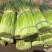【红帽蒜薹】净杆60公分蒜苔万亩基地货源充足产地直供