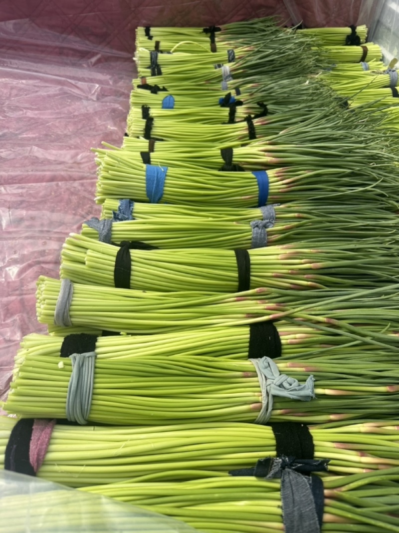 【红帽蒜薹】净杆60公分蒜苔万亩基地货源充足产地直供