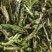 青辣椒干，干辣椒，对接全国批发商，保质保量，欢迎联系