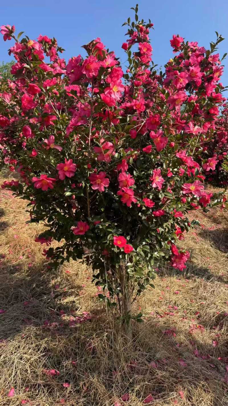 茶梅棒棒糖