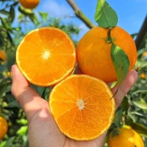 四川青见果冻橙！一件代发！对接各大电商平台！