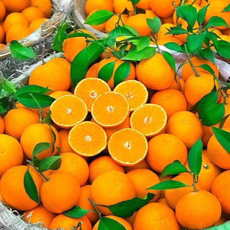 四川青见果冻橙！一件代发！对接各大电商平台！