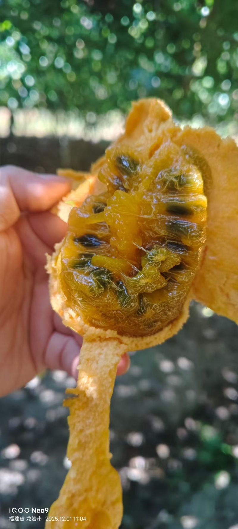 八月瓜