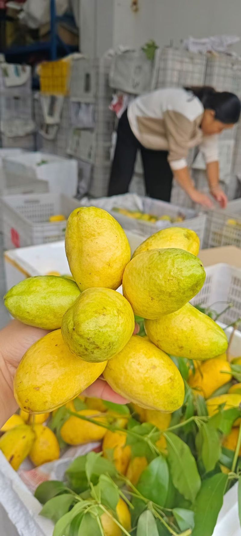 八月瓜