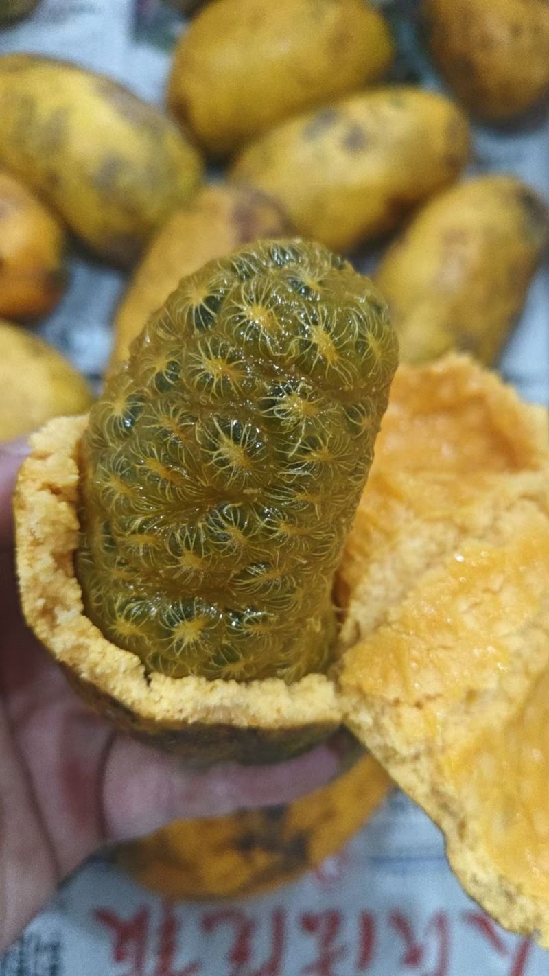 八月瓜