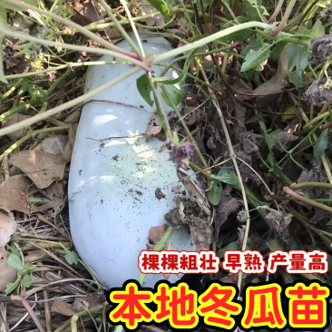 本地冬瓜秧苗农家自种老品种白冬瓜秧苗土种满地爬冬瓜应季蔬