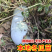 本地冬瓜秧苗农家自种老品种白冬瓜秧苗土种满地爬冬瓜应季蔬