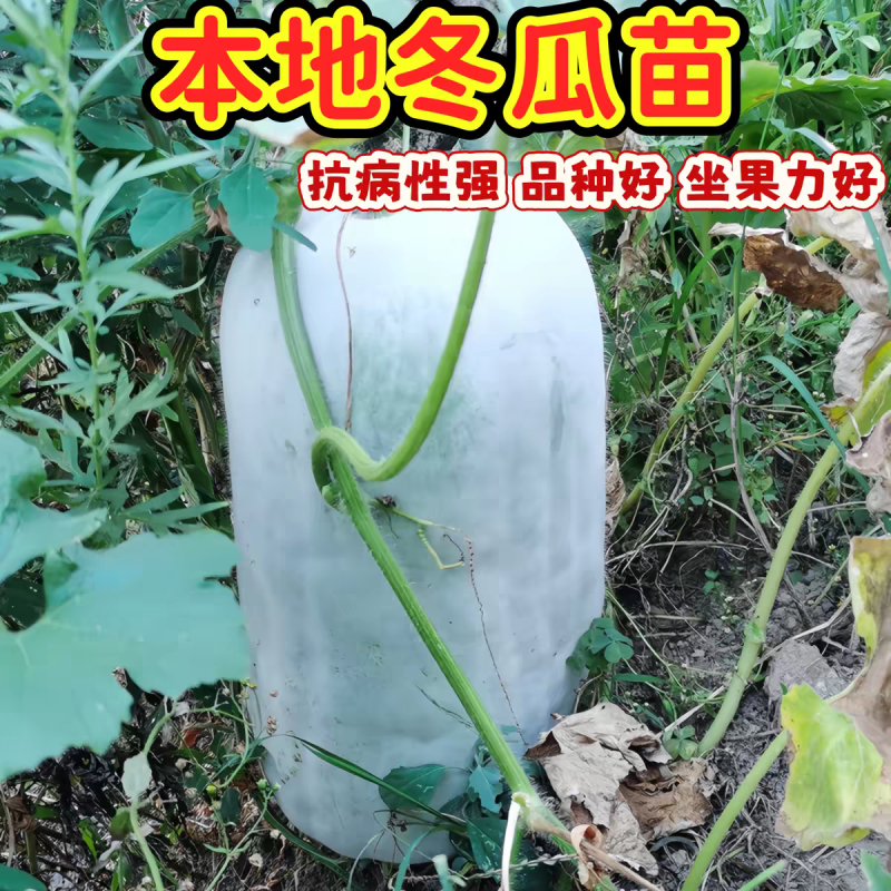 本地冬瓜秧苗农家自种老品种白冬瓜秧苗土种满地爬冬瓜应季蔬