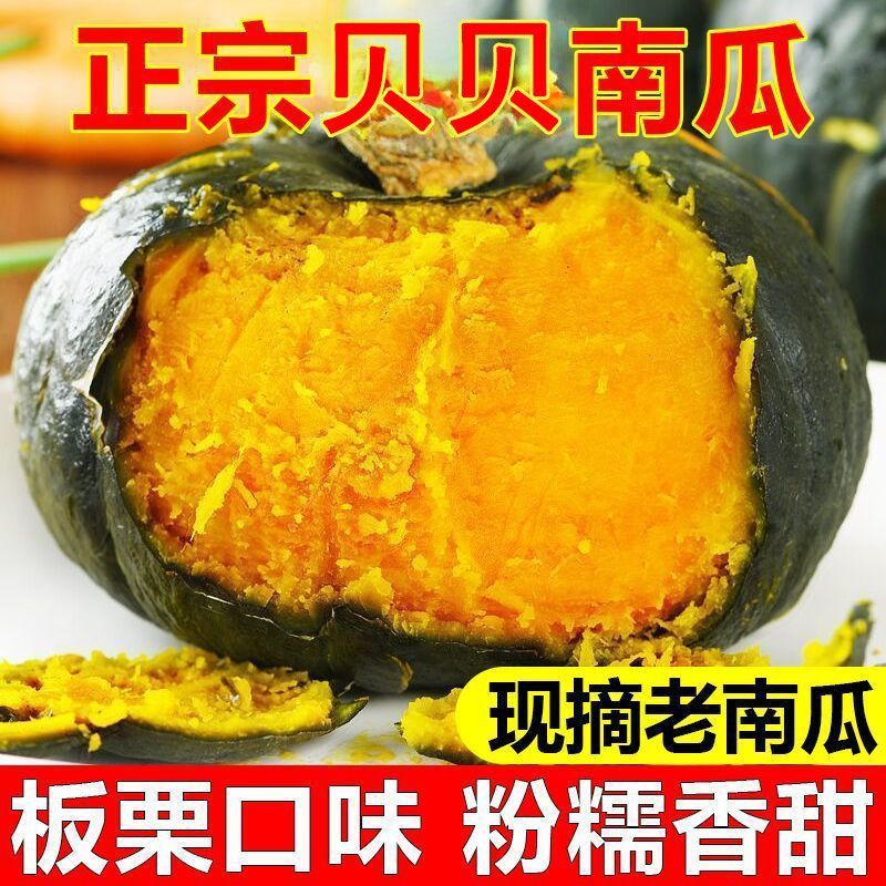 广东湛江贝贝南瓜产地直供大量有货质量保证一手货源全国发货