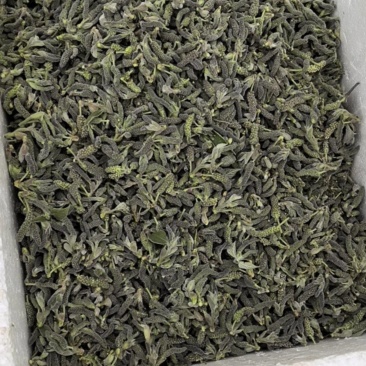 构树穗