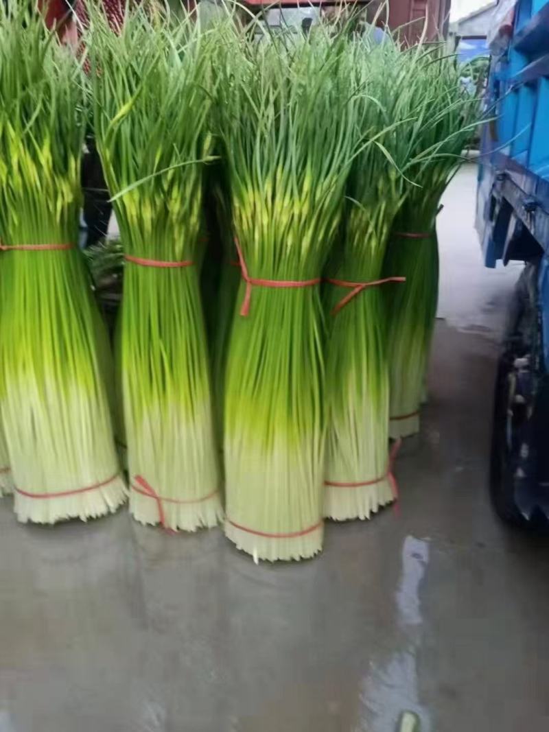 蔬菜专业代办，以诚为本，上货准快，有需要采购的老板欢迎