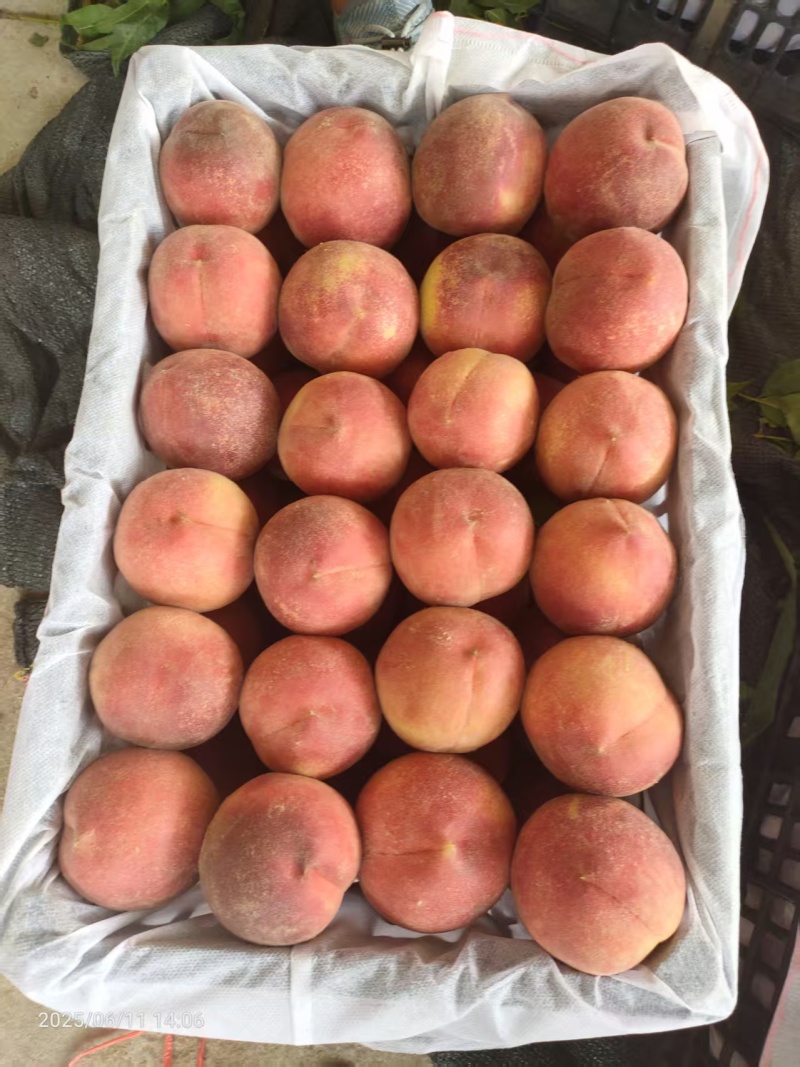 湖北随县毛桃大量上市，产地直发量大从优欢迎来电