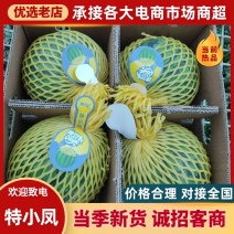特小凤西瓜/江苏宿迁产区直发/货源充足/大量有货