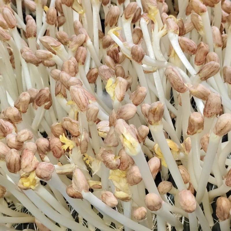 花生芽各和水陪菜