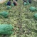 安徽莴笋，精品杆子货，无空心，无冻伤视频验货，可全国发货