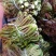 香椿芽大量批发订购啦！大优惠好质量