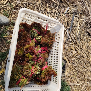 香椿芽大量批发订购啦！大优惠好质量