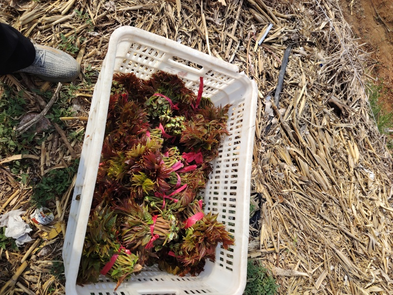 香椿芽大量批发订购啦！大优惠好质量