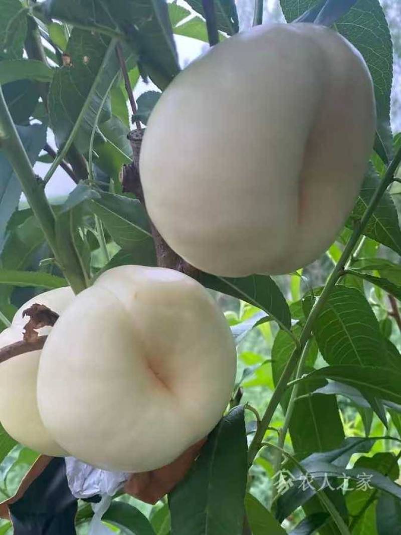 白奶油蟠桃，36-3，油蟠8号，脆甜爽口奶香味，欢迎订购