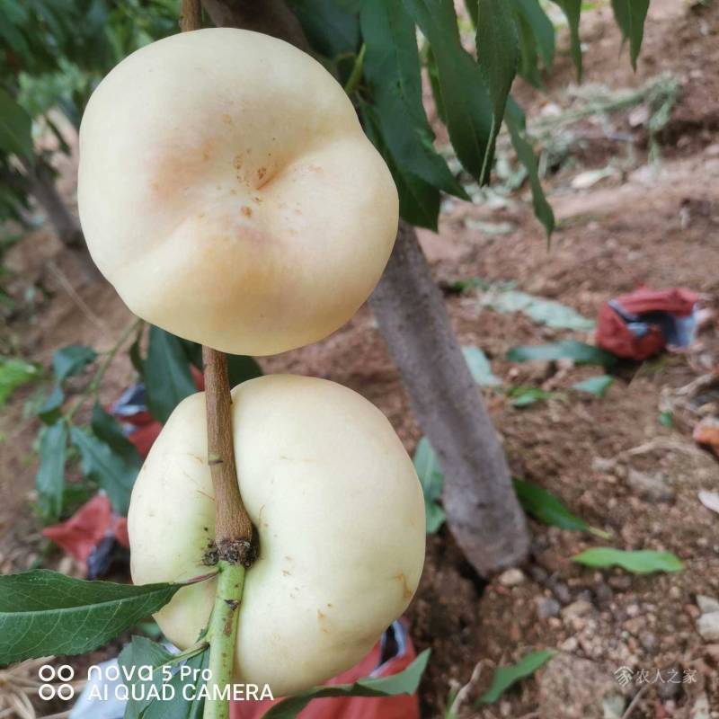 白奶油蟠桃，36-3，油蟠8号，脆甜爽口奶香味，欢迎订购