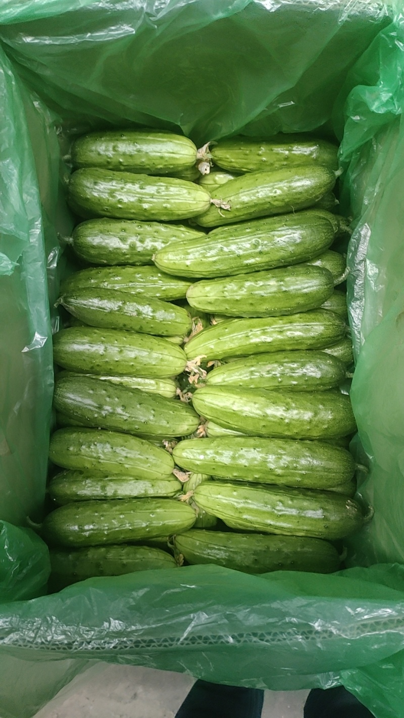 刚上市的精品旱黄瓜，小黄瓜质量好