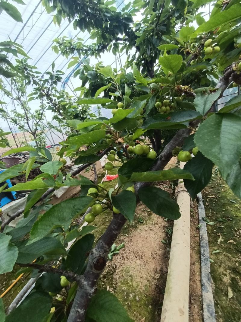 美早大樱桃/山西樱桃/产地现摘现发/量大从优/全国发货