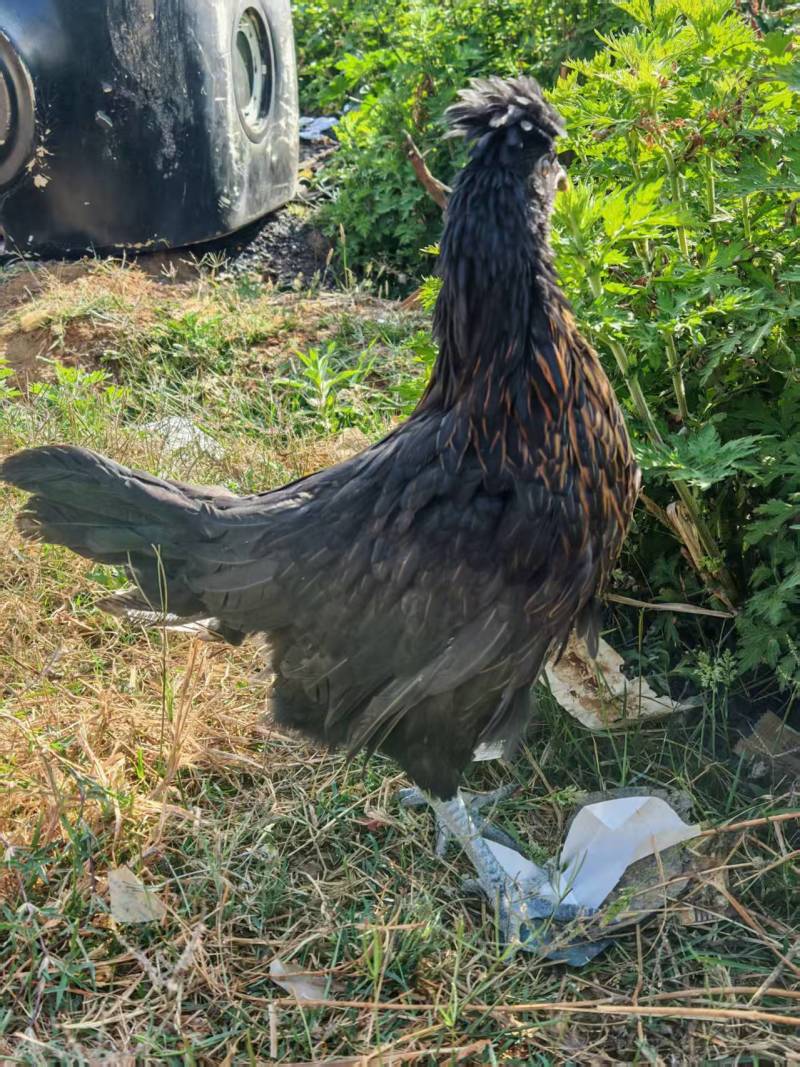 京粉8号产蛋王土蛋王90天鸡全脱温青年鸡1个月开产疫苗齐