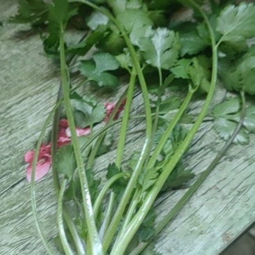 露天香菜