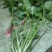 露天香菜