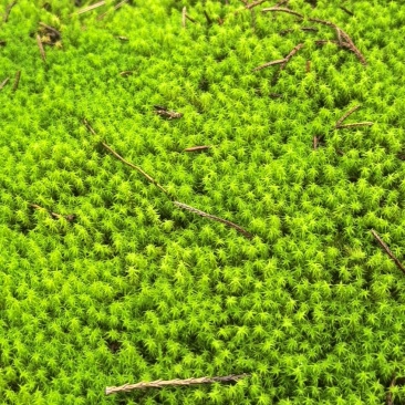 阴干白发苔藓…阴干星星藓！