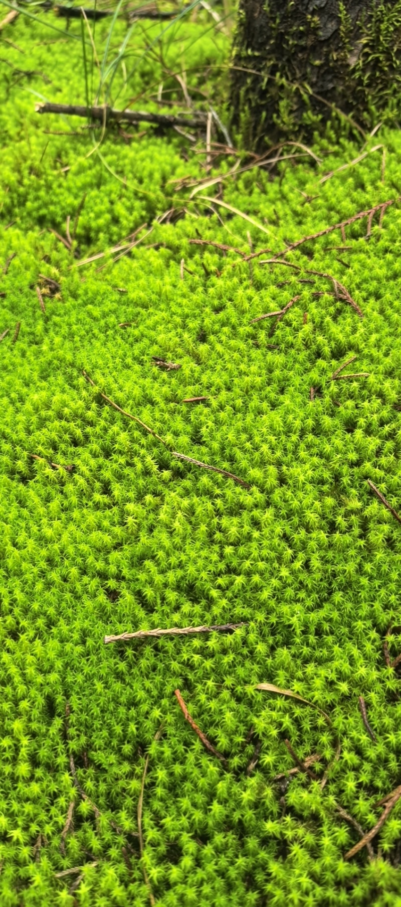 阴干白发苔藓…阴干星星藓！