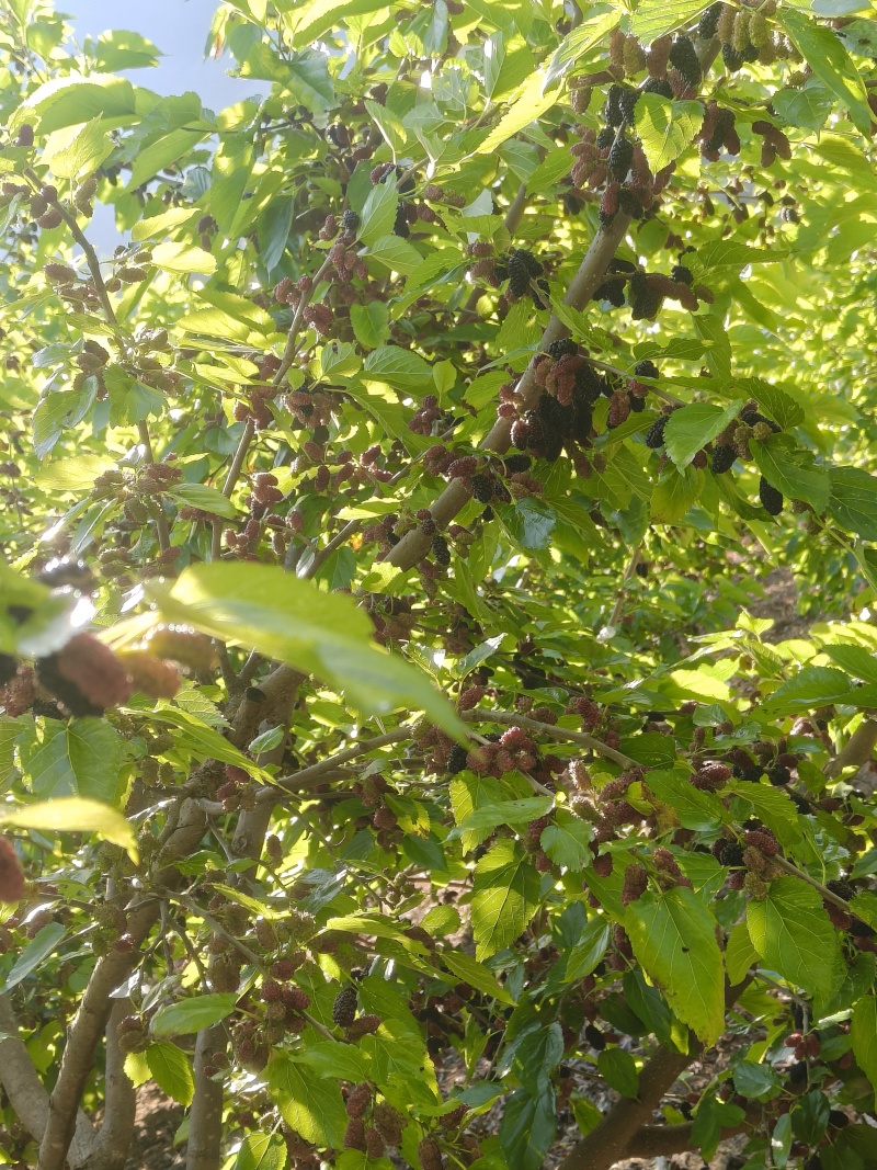 桑葚