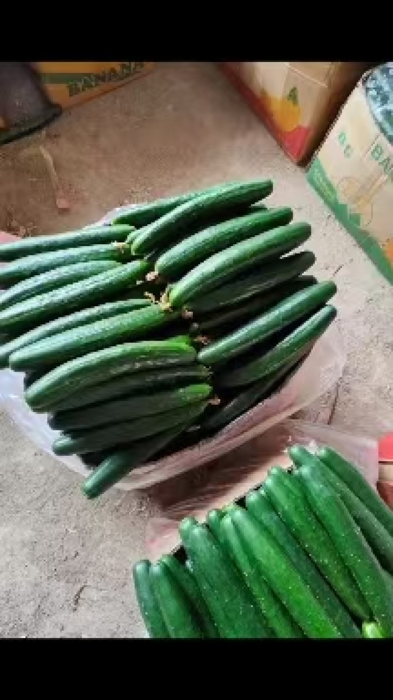 黄瓜产地直发大量上市欢迎来电采购咨询