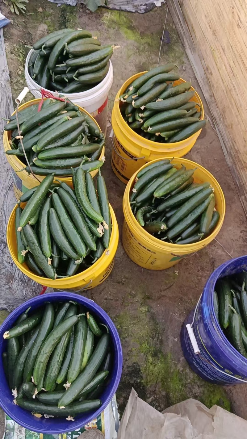 黄瓜产地直发大量上市欢迎来电采购咨询