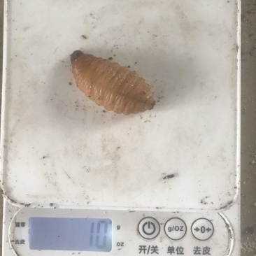 新品种个头大