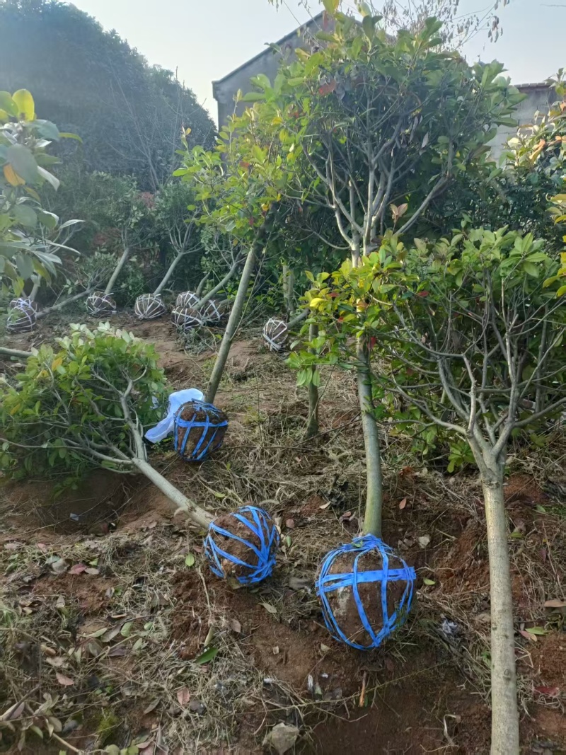 红叶石楠品质保证量大从优欢迎来电