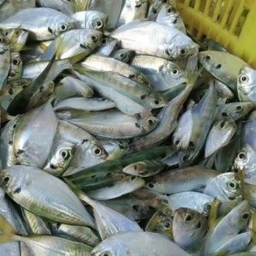 湛江天然结尾鱼