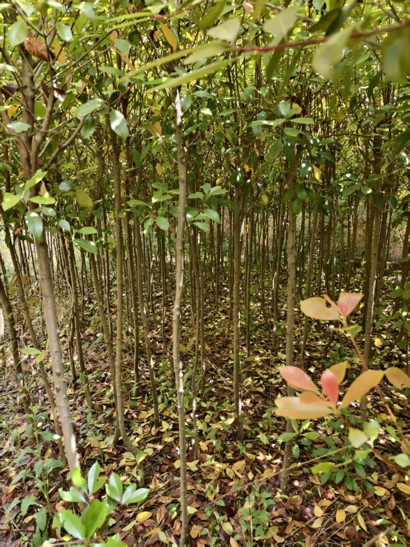 红叶石楠品质保证量大从优欢迎来电