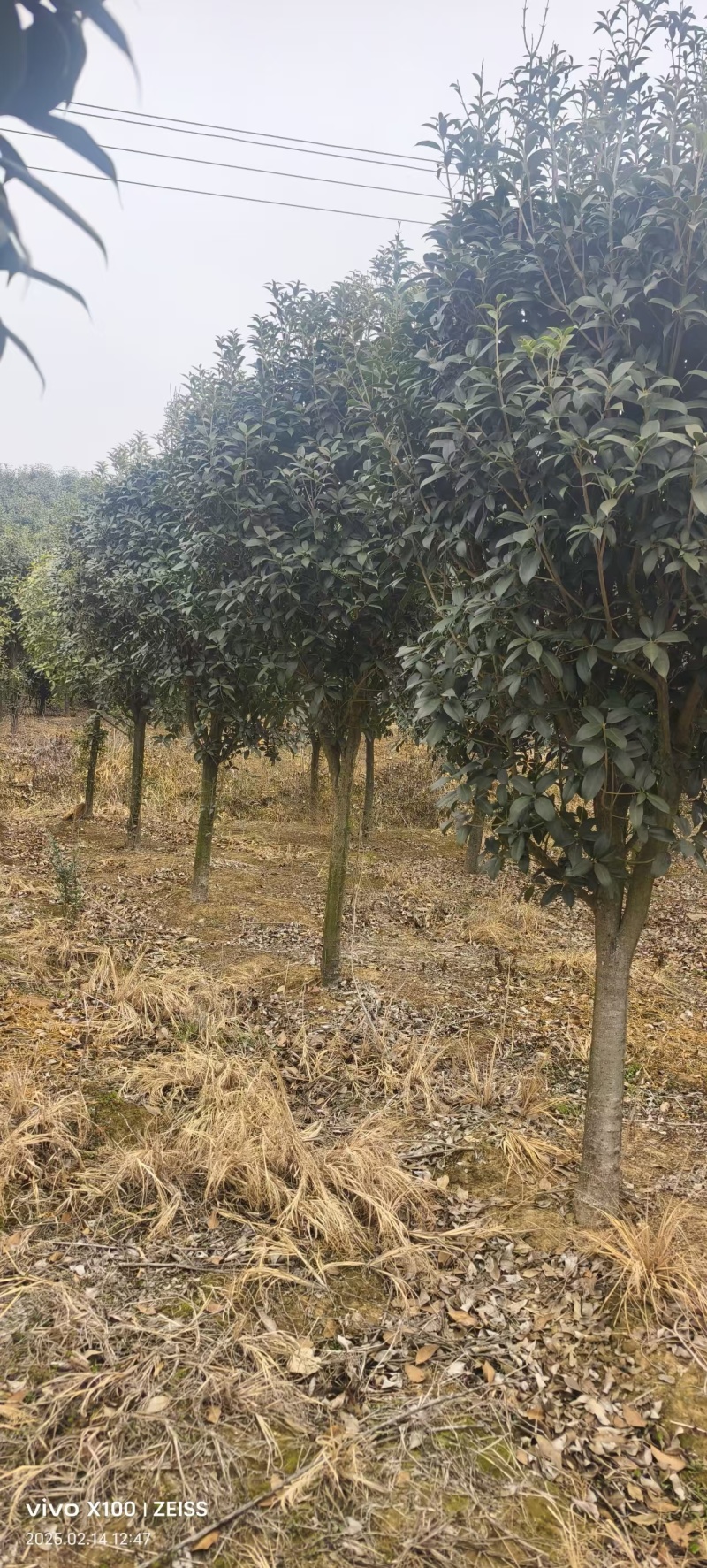 桂花树现挖现发全国发货欢迎来电洽谈