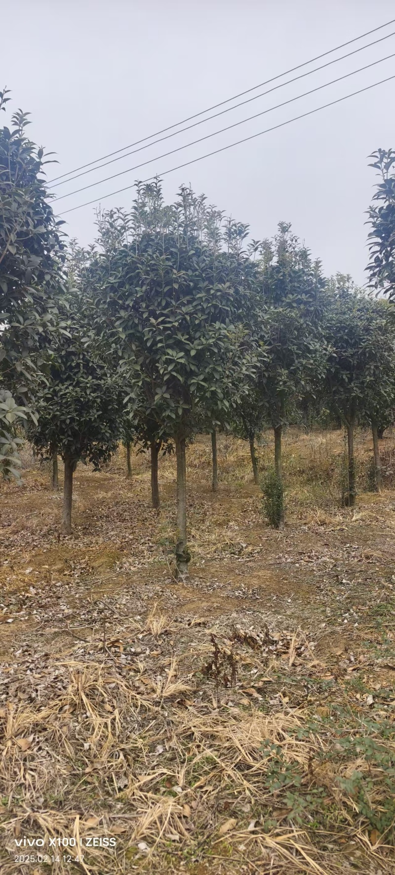 桂花树现挖现发全国发货欢迎来电洽谈