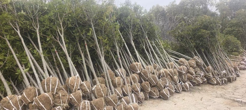 桂花树现挖现发全国发货欢迎来电洽谈
