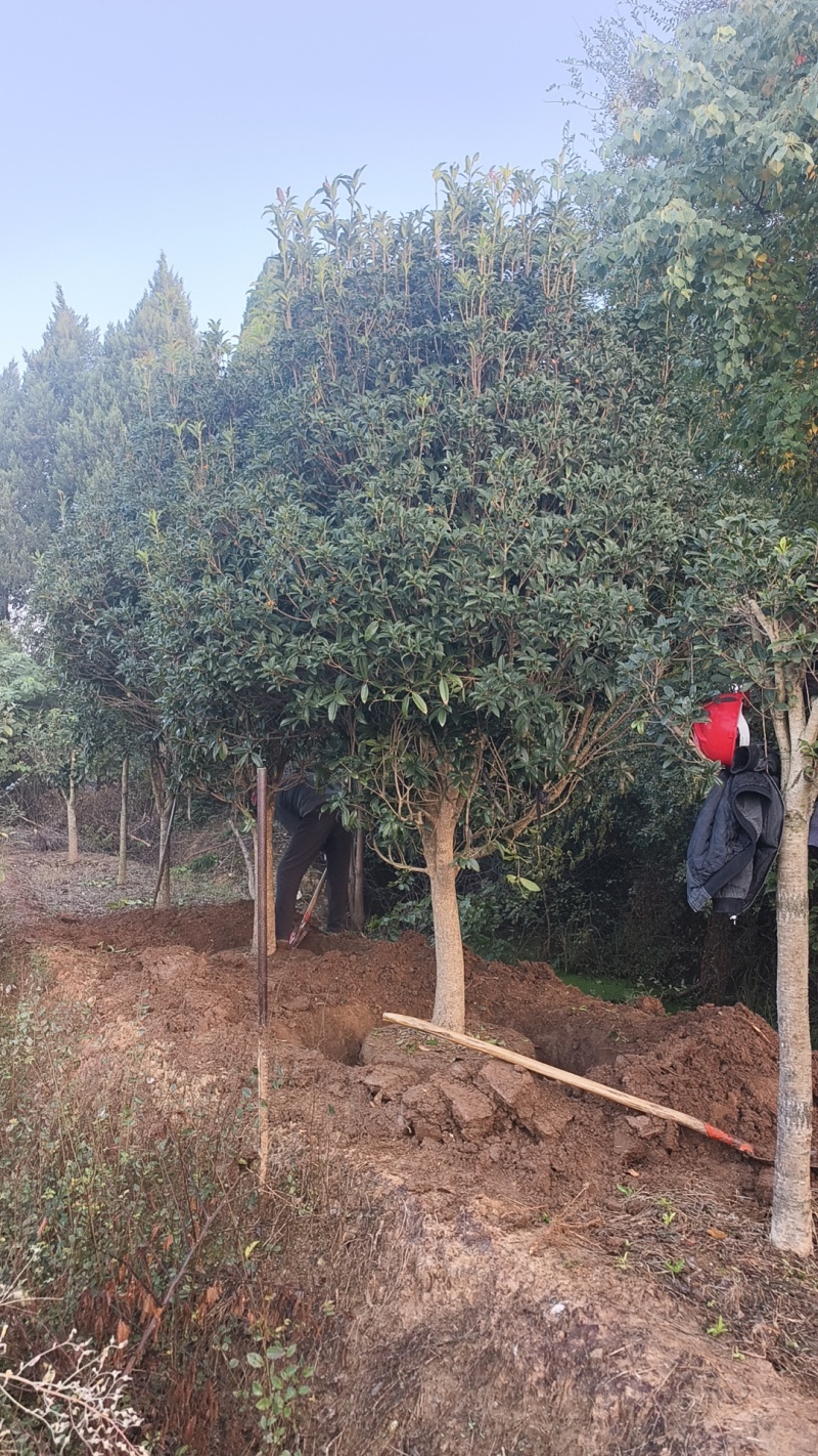 桂花树现挖现发全国发货欢迎来电洽谈