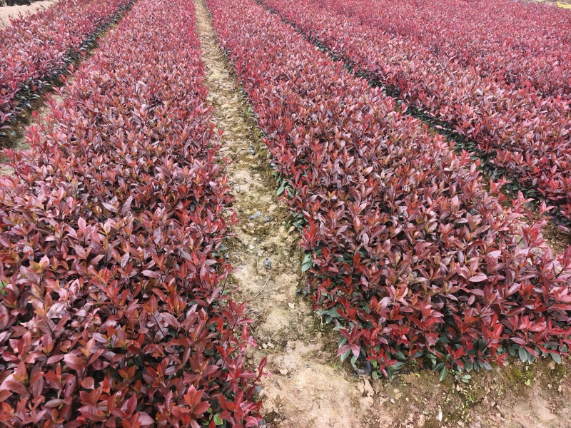 红叶石楠苗品质保障支持视频看货选货