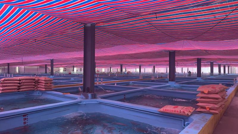 石斑鱼东星斑活鲜1-5斤/条！