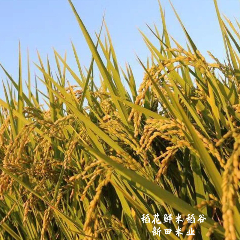 新疆察农稻花香有机大米