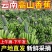 云南高山香蕉现摘现发软糯香甜产地直供电商货市场