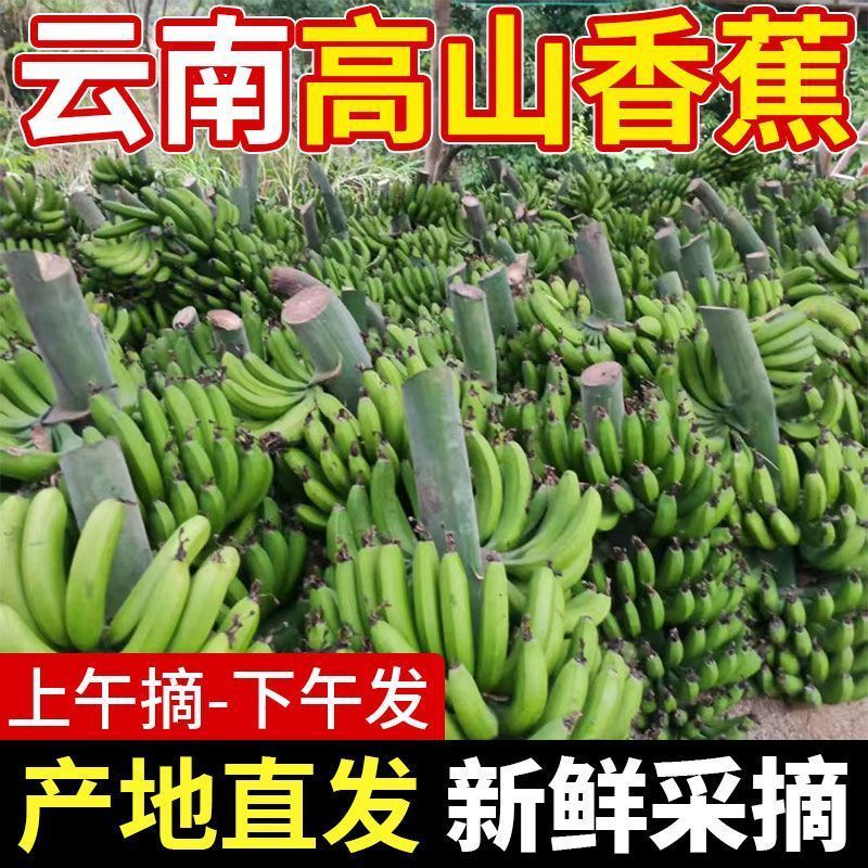 云南高山香蕉现摘现发软糯香甜产地直供电商货市场