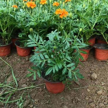 绿化苗木孔雀草批发基地！适合庭院花园关赏